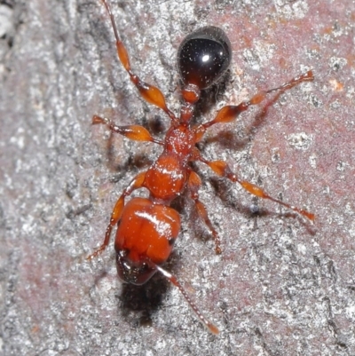 Podomyrma gratiosa (Muscleman tree ant) at ANBG - 1 Sep 2020 by TimL