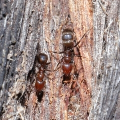 Papyrius nitidus (Shining Coconut Ant) at Downer, ACT - 28 Aug 2020 by TimL