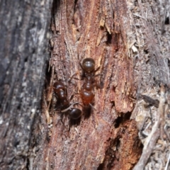 Papyrius nitidus at Downer, ACT - suppressed