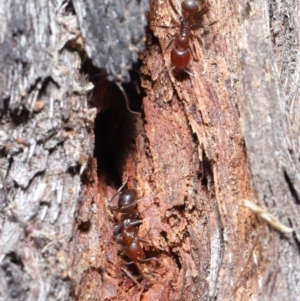 Papyrius nitidus at Downer, ACT - 28 Aug 2020