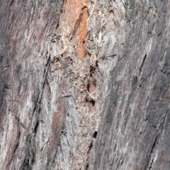 Papyrius nitidus at Downer, ACT - suppressed