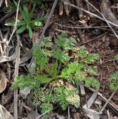 Daucus glochidiatus (Australian Carrot) at Bruce, ACT - 1 Sep 2020 by JVR