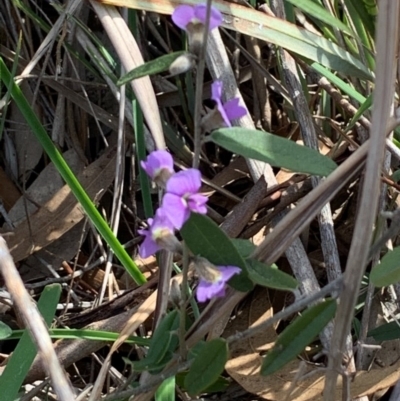 Hovea heterophylla (Common Hovea) at Bruce, ACT - 1 Sep 2020 by JVR