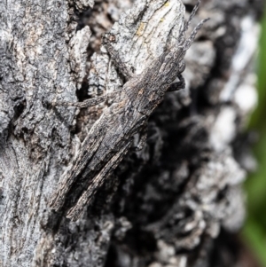 Coryphistes ruricola at Stromlo, ACT - 2 Sep 2020