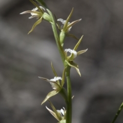 Prasophyllum sp. aff. patens (Alabaster Leek Orchid) at Wee Jasper, NSW by JudithRoach
