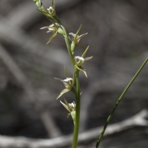 Prasophyllum sp. aff. patens at suppressed - 4 Sep 2020