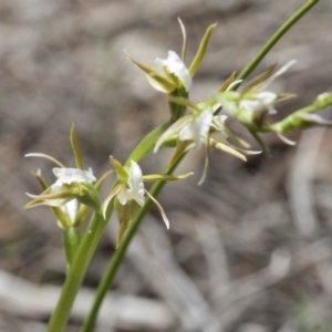 Prasophyllum sp. aff. patens at suppressed - 4 Sep 2020