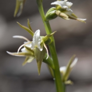 Prasophyllum sp. aff. patens at suppressed - 4 Sep 2020