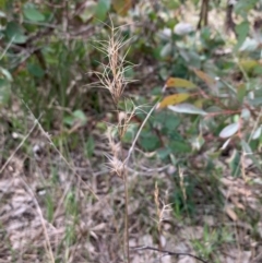 Aristida ramosa (Purple Wire Grass) at Bruce, ACT - 1 Sep 2020 by JVR