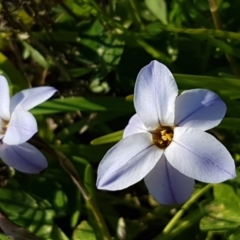 Ipheion uniflorum (Spring Star-flower) at Hall, ACT - 2 Sep 2020 by trevorpreston