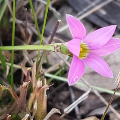 Romulea rosea var. australis (Onion Grass) at Hall, ACT - 2 Sep 2020 by tpreston