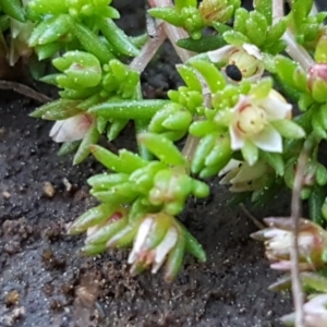 Crassula decumbens var. decumbens at Hall, ACT - 2 Sep 2020 04:04 PM