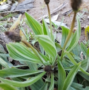 Plantago lanceolata at Hall, ACT - 2 Sep 2020 04:06 PM