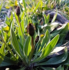 Plantago lanceolata at Hall, ACT - 2 Sep 2020 04:06 PM