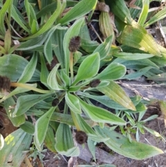 Plantago lanceolata at Hall, ACT - 2 Sep 2020 04:06 PM