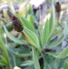 Plantago lanceolata at Hall, ACT - 2 Sep 2020 04:06 PM