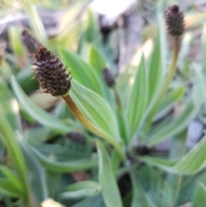 Plantago lanceolata at Hall, ACT - 2 Sep 2020 04:06 PM