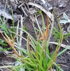 Juncus capitatus at Hall, ACT - 2 Sep 2020