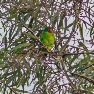 Lathamus discolor at Watson, ACT - 26 Sep 2018