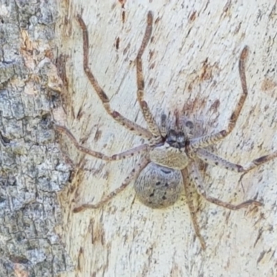 Isopeda sp. (genus) (Huntsman Spider) at Hall Cemetery - 2 Sep 2020 by tpreston