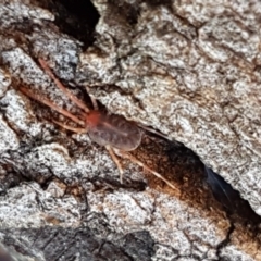 Erythraeidae (family) (Erythraeid mite) at Hall Cemetery - 2 Sep 2020 by trevorpreston