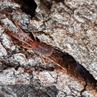 Erythraeidae (family) (Erythraeid mite) at Hall Cemetery - 2 Sep 2020 by tpreston