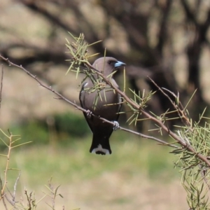 Artamus cyanopterus at Paddys River, ACT - 31 Aug 2020