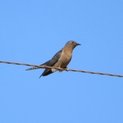 Cacomantis flabelliformis (Fan-tailed Cuckoo) at Tidbinbilla Nature Reserve - 31 Aug 2020 by RodDeb