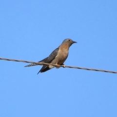 Cacomantis flabelliformis (Fan-tailed Cuckoo) at Paddys River, ACT - 31 Aug 2020 by RodDeb