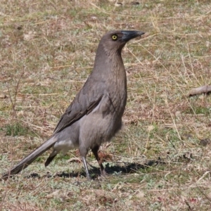 Strepera versicolor at Paddys River, ACT - 31 Aug 2020