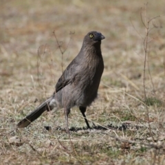 Strepera versicolor at Paddys River, ACT - 31 Aug 2020