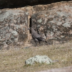 Strepera versicolor at Paddys River, ACT - 31 Aug 2020