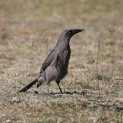 Strepera versicolor at Paddys River, ACT - 31 Aug 2020