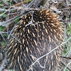 Tachyglossus aculeatus (Short-beaked Echidna) at Molonglo, ACT - 1 Sep 2020 by AaronClausen