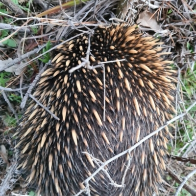 Tachyglossus aculeatus (Short-beaked Echidna) at Molonglo, ACT - 1 Sep 2020 by AaronClausen