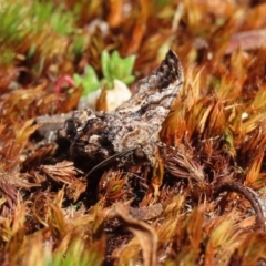 Gastrina cristaria at Paddys River, ACT - 31 Aug 2020