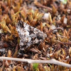 Gastrina cristaria at Paddys River, ACT - 31 Aug 2020