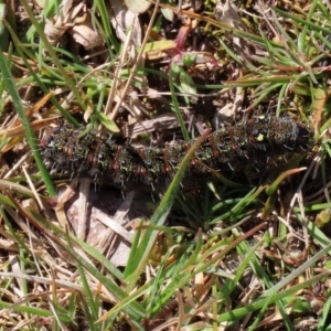 Apina callisto at Paddys River, ACT - 31 Aug 2020