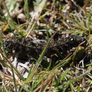 Apina callisto at Paddys River, ACT - 31 Aug 2020 12:37 PM