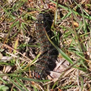 Apina callisto at Paddys River, ACT - 31 Aug 2020