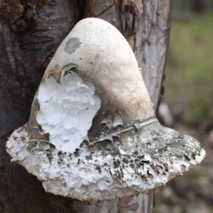 Laetiporus portentosus at Acton, ACT - 2 Sep 2020