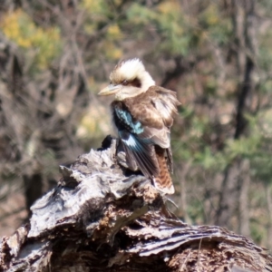 Dacelo novaeguineae at Paddys River, ACT - 31 Aug 2020