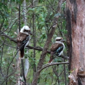 Dacelo novaeguineae at Paddys River, ACT - 31 Aug 2020