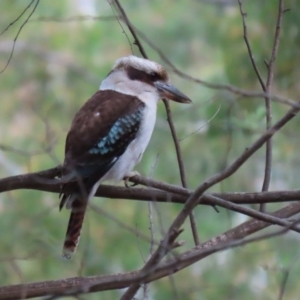 Dacelo novaeguineae at Paddys River, ACT - 31 Aug 2020