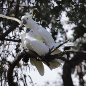 Cacatua galerita at Kambah, ACT - 31 Aug 2020 01:57 PM