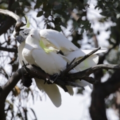 Cacatua galerita at Kambah, ACT - 31 Aug 2020 01:57 PM