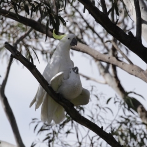 Cacatua galerita at Kambah, ACT - 31 Aug 2020 01:57 PM