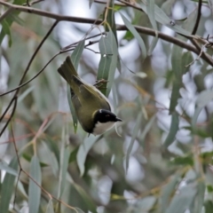 Melithreptus lunatus at Paddys River, ACT - 31 Aug 2020