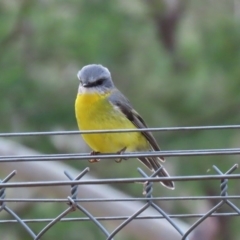 Eopsaltria australis (Eastern Yellow Robin) at Paddys River, ACT - 31 Aug 2020 by RodDeb