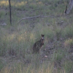 Wallabia bicolor at Holt, ACT - 2 Sep 2020